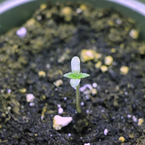 Blue Dream growlog timeline photo