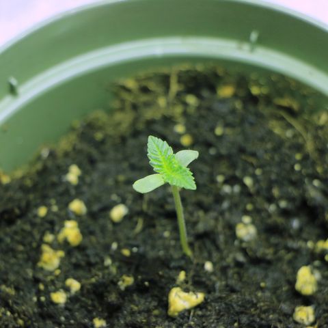Blue Dream growlog photo: Sieht sehr gut aus und entwickelt sich prächtig.