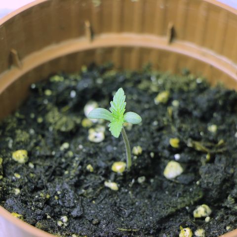 Big Bud growlog photo: Auch prächtig am entwickeln. 