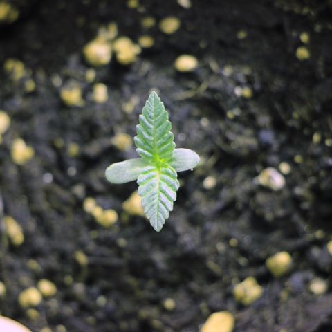 Blue Dream growlog timeline photo