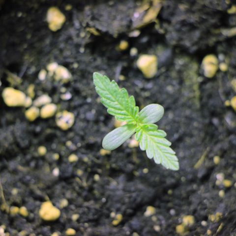 Big Bud growlog timeline photo
