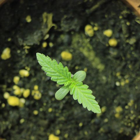 Big Bud growlog timeline photo
