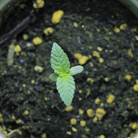 Blue Dream growlog timeline photo