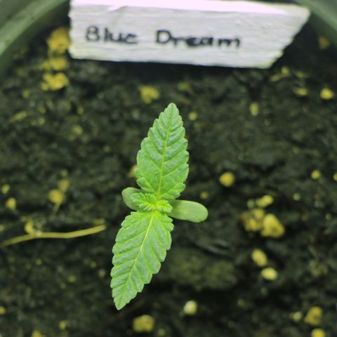 Blue Dream growlog timeline photo