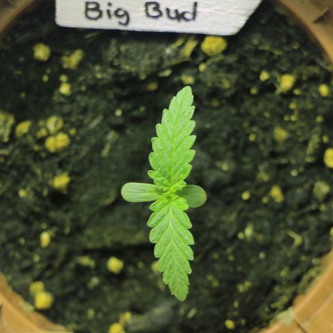 Big Bud growlog timeline photo