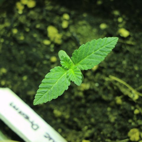 Blue Dream growlog timeline photo