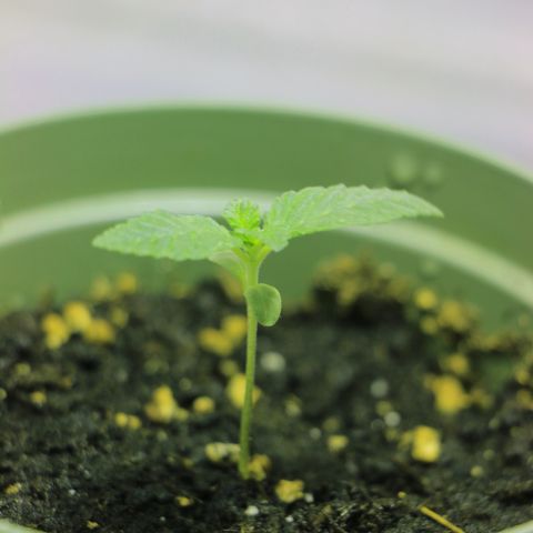 Blue Dream growlog timeline photo