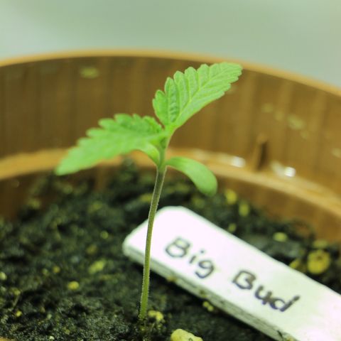Big Bud growlog timeline photo