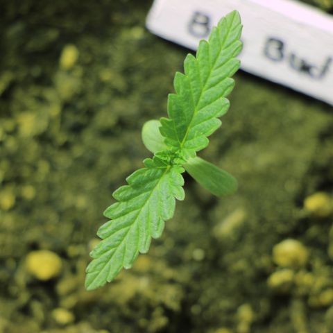 Big Bud growlog timeline photo