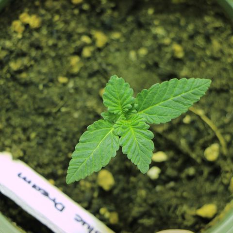 Blue Dream growlog timeline photo