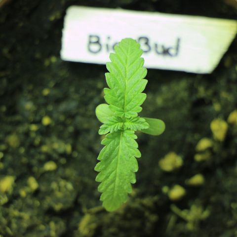 Big Bud growlog timeline photo