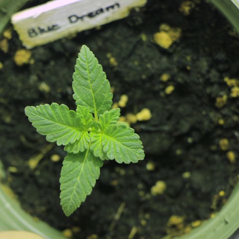Blue Dream growlog timeline photo
