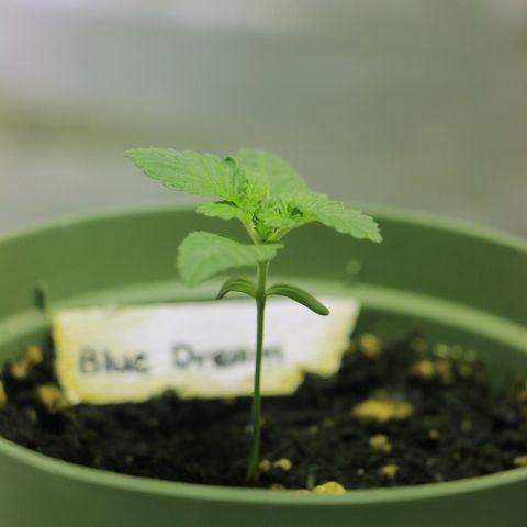 Blue Dream growlog timeline photo