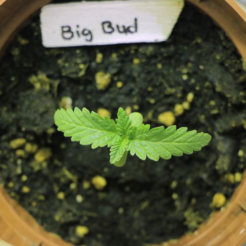 Big Bud growlog timeline photo