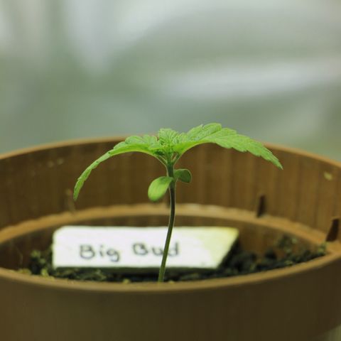Big Bud growlog timeline photo