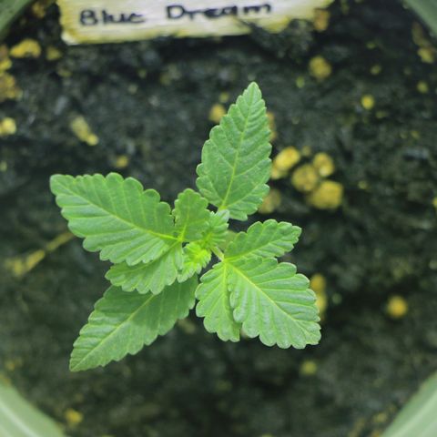 Blue Dream growlog timeline photo