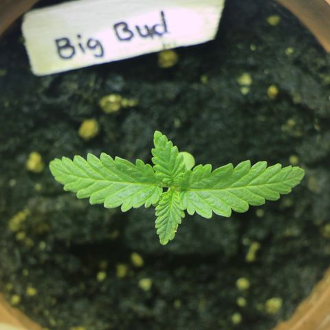 Big Bud growlog timeline photo