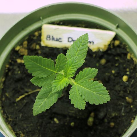 Blue Dream growlog timeline photo