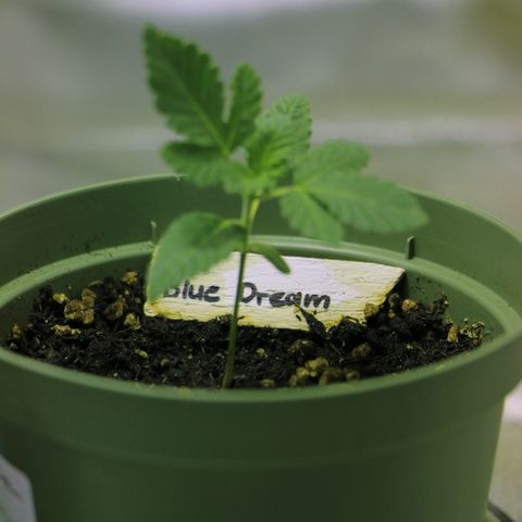 Blue Dream growlog timeline photo