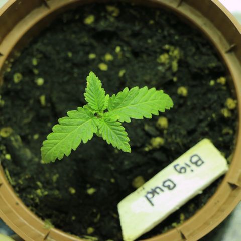 Big Bud growlog timeline photo
