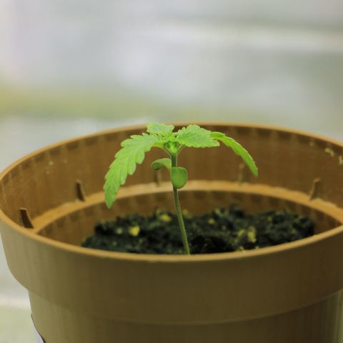 Big Bud growlog timeline photo