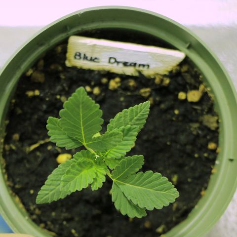 Blue Dream growlog timeline photo