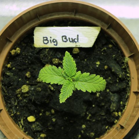 Big Bud growlog timeline photo