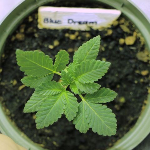 Blue Dream growlog timeline photo