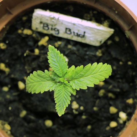 Big Bud growlog photo: Leider etwas gelb, da ich sie etwas überdüngt habe. Jetzt erstmal nicht mehr düngen. Gestern gespült und jetzt mal schauen.