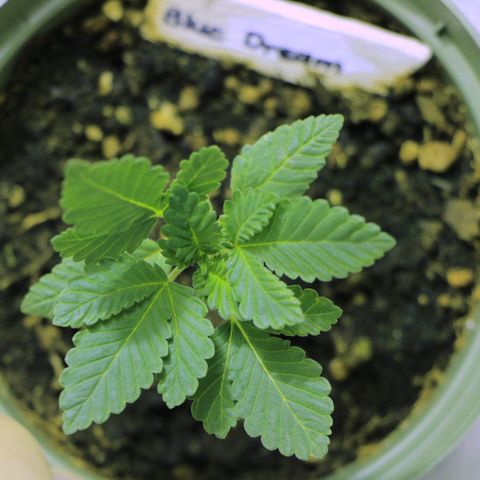 Blue Dream growlog timeline photo