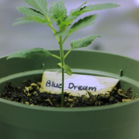 Blue Dream growlog timeline photo