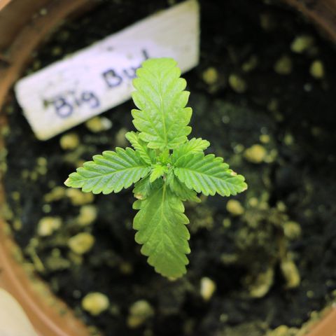 Big Bud growlog timeline photo