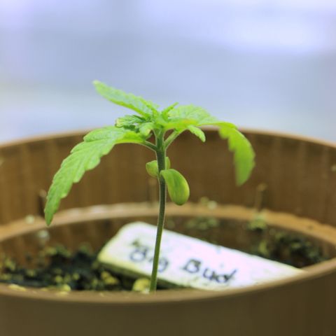 Big Bud growlog timeline photo