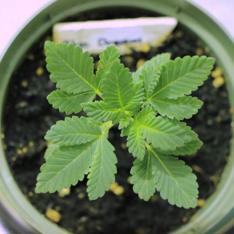 Blue Dream growlog timeline photo