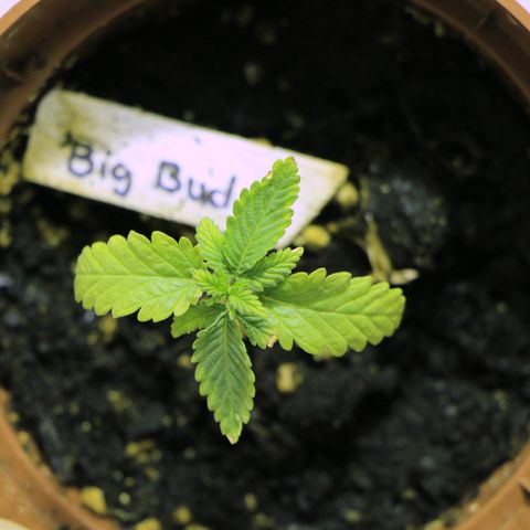 Big Bud growlog timeline photo
