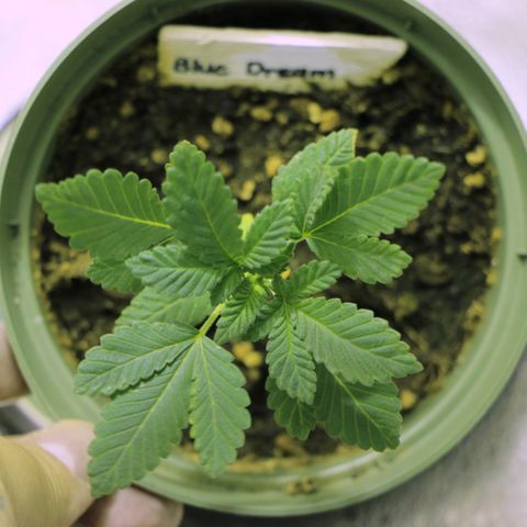 Blue Dream growlog timeline photo