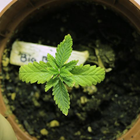 Big Bud growlog timeline photo
