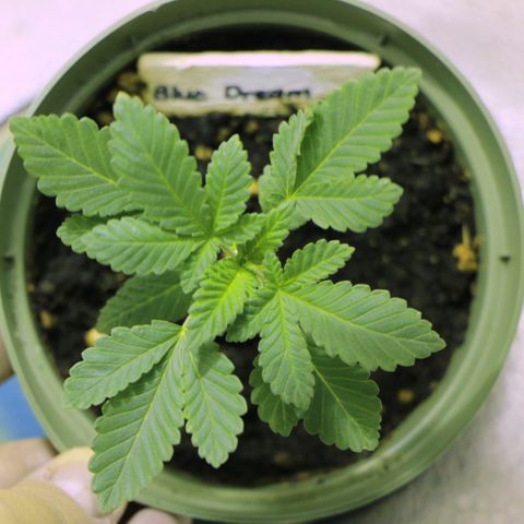Blue Dream growlog timeline photo