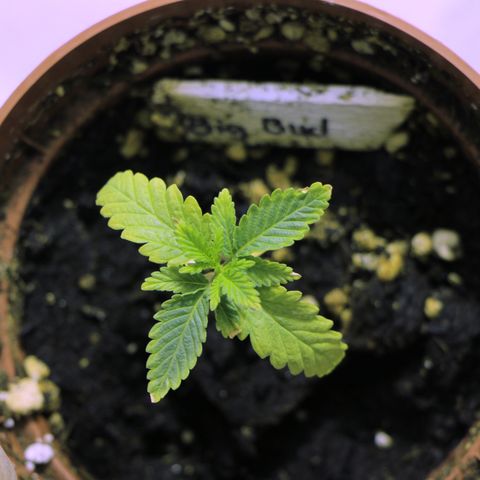 Big Bud growlog timeline photo
