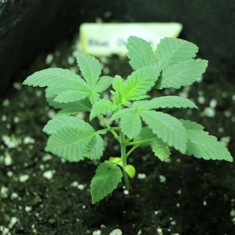 Blue Dream growlog photo: Umgetopft 