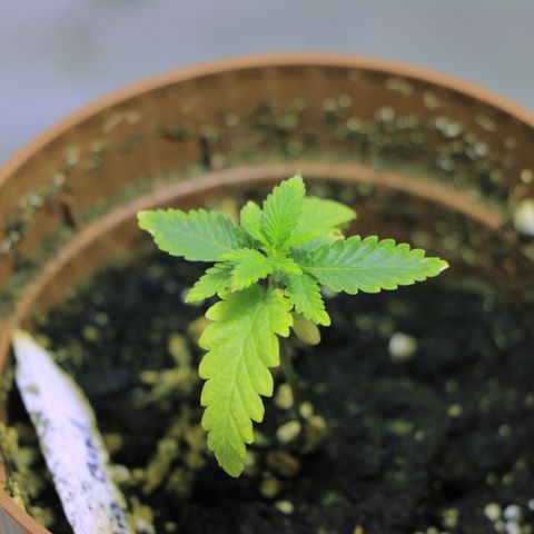 Big Bud growlog photo: Sie wächst wieder 