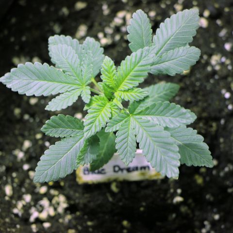 Blue Dream growlog timeline photo