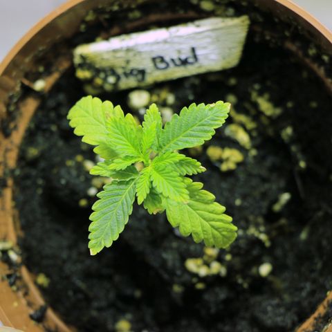 Big Bud growlog timeline photo