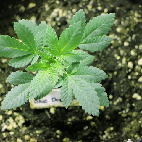 Blue Dream growlog timeline photo