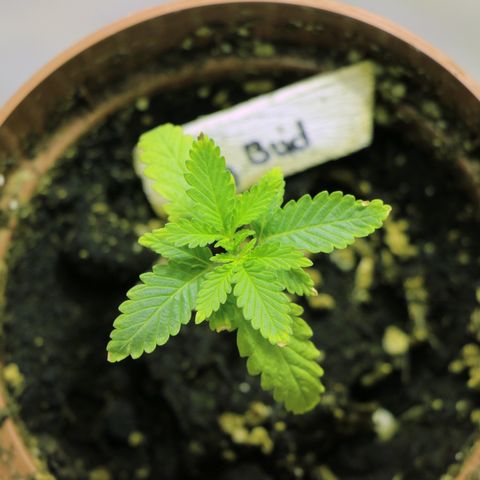 Big Bud growlog timeline photo