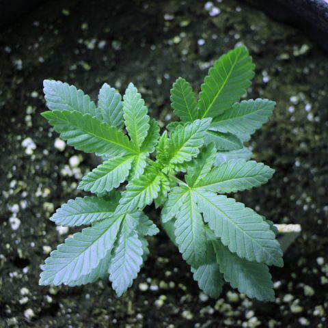 Blue Dream growlog timeline photo