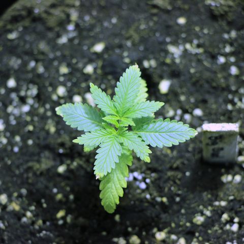 Big Bud growlog timeline photo