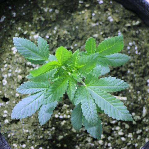 Blue Dream growlog timeline photo
