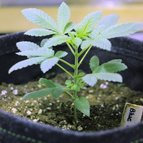 Blue Dream growlog timeline photo