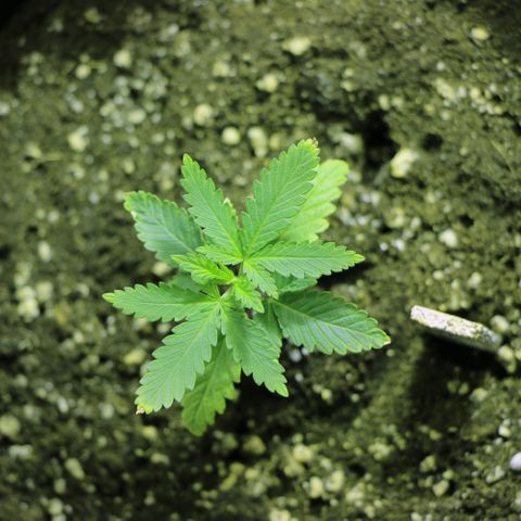 Big Bud growlog timeline photo